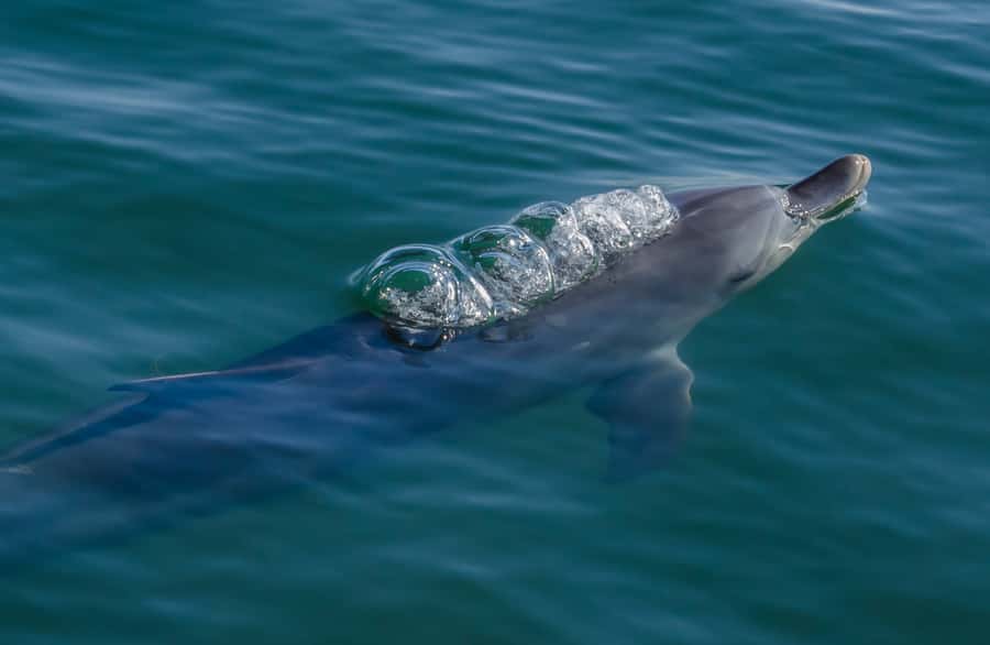 Koombana Bay: Dolphin Eco Cruise - Why Koombana Bay works for dolphin watching