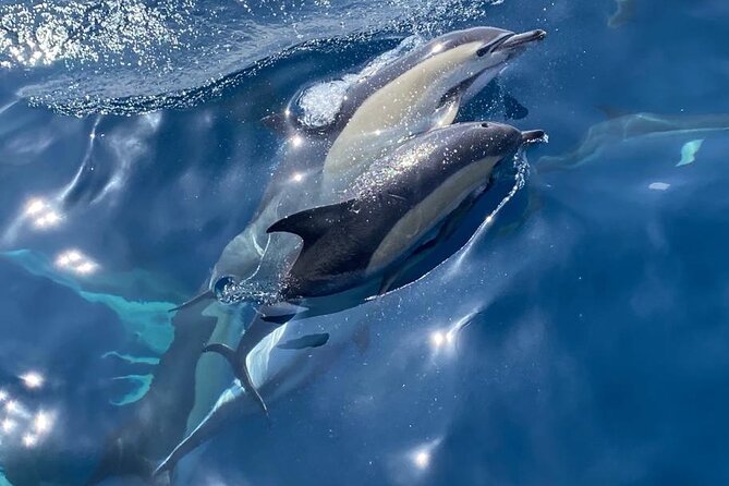 La Herradura: Sailboat with a view of dolphins-Shared - Setting out from La Herradura on a 12-meter sailboat