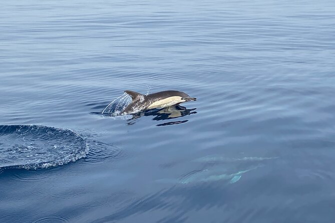 La Herradura: Sailboat with a view of dolphins-Shared - Swimming, snorkeling, and paddleboarding in high season