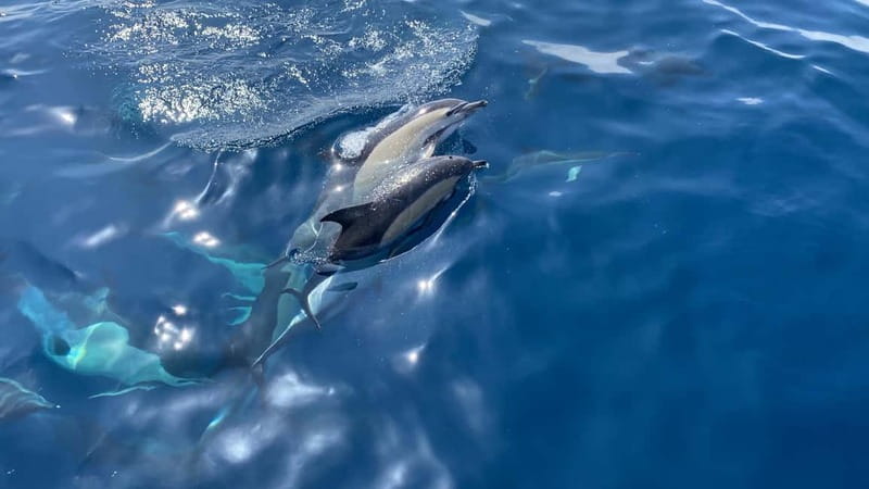 La Herradura: Sailing with a view of dolphins - Sailing past the cliffs of Maro-Cerro Gordo