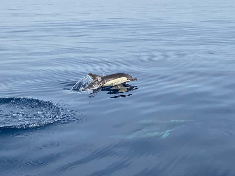 La Herradura: Sailing with a view of dolphins - Practical tips for a smoother outing