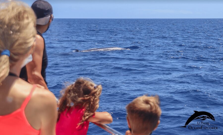 La Palma: 3-Hour Dolphin and Whale Watching Experience - Key points at a glance