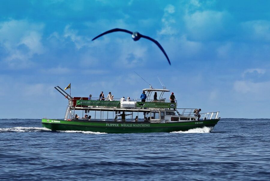 La Palma: 3-Hour Dolphin and Whale Watching Experience - Who will enjoy this cruise most