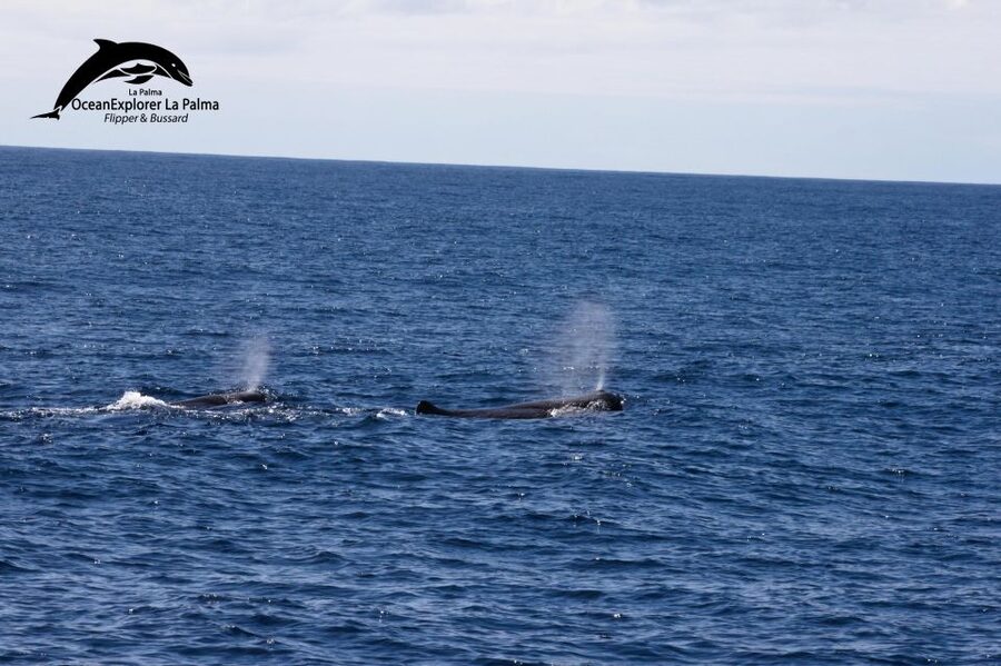La Palma: 3-Hour Dolphin and Whale Watching Experience - Setting out from Puerto de Tazacorte