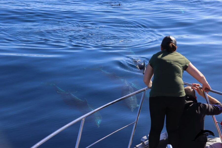 La Palma: 3-Hour Dolphin and Whale Watching Experience - What the marine biologists add