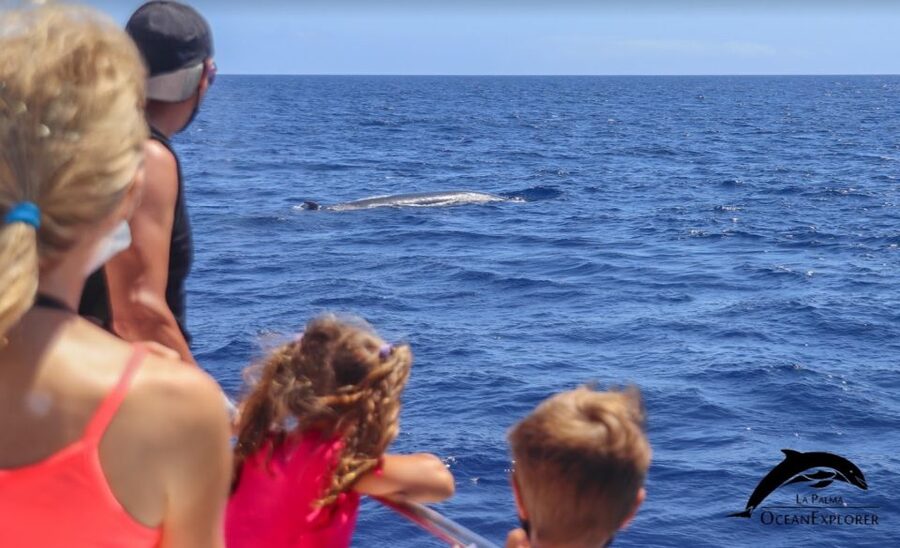 La Palma: 3-Hour Dolphin and Whale Watching Experience - Cueva Bonita from the water