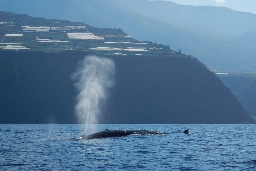 La Palma: 3-Hour Dolphin and Whale Watching Experience - Porís de Candelaria and the cliff homes