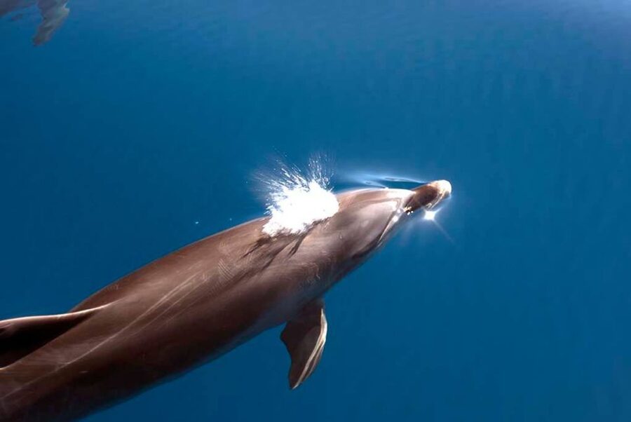 La Palma: 3-Hour Dolphin and Whale Watching Experience - The 2021 volcanic delta