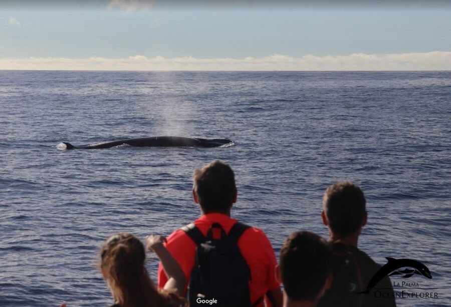 La Palma: 3-Hour Dolphin and Whale Watching Experience - The sea conditions and comfort factor
