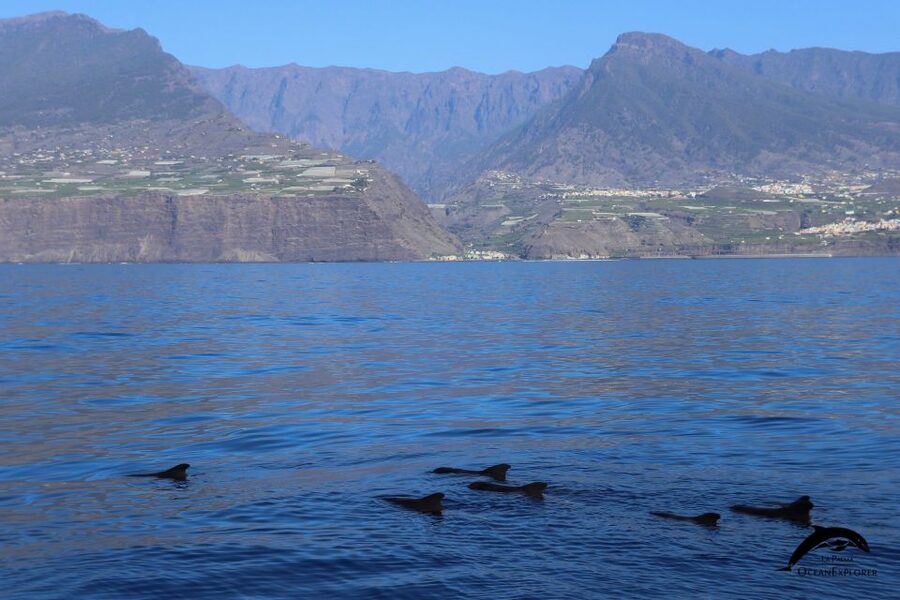 La Palma: 3-Hour Dolphin and Whale Watching Experience - Photos, drinks, and the $66 price