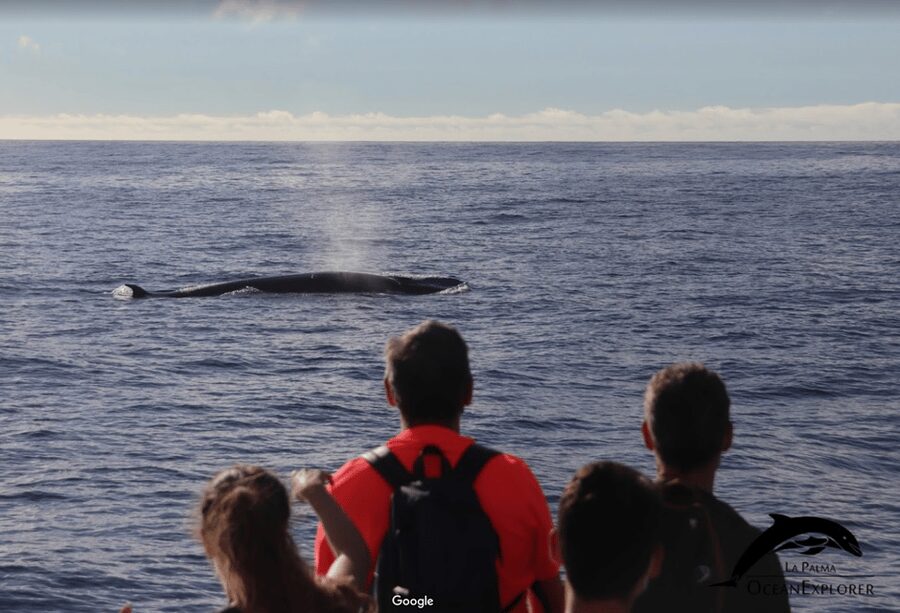 La Palma: 3-Hour Dolphin and Whale Watching Experience - The search for whales and dolphins