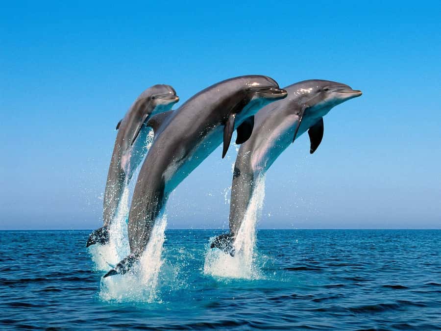 La Preneuse: Dolphin Swimming and Snorkeling Speedboat Trip - Why the small boat matters