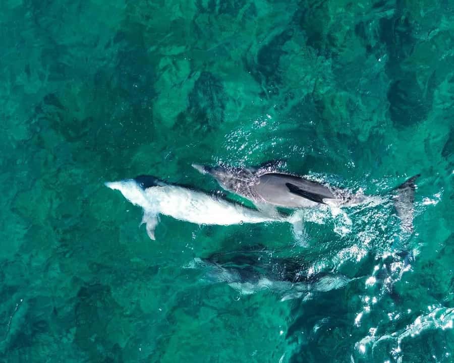 La Preneuse: Dolphin Watching and Snorkeling Speedboat Tour - A real ethical question about dolphin encounters