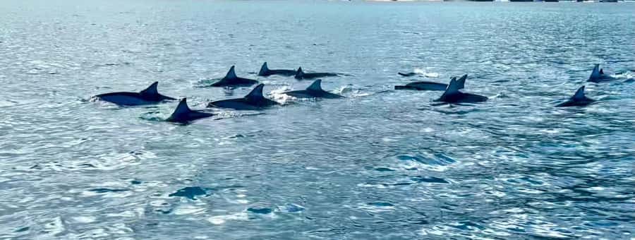 La Preneuse: Dolphin Watching and Snorkeling Speedboat Tour - The 15-minute lagoon snorkeling stop