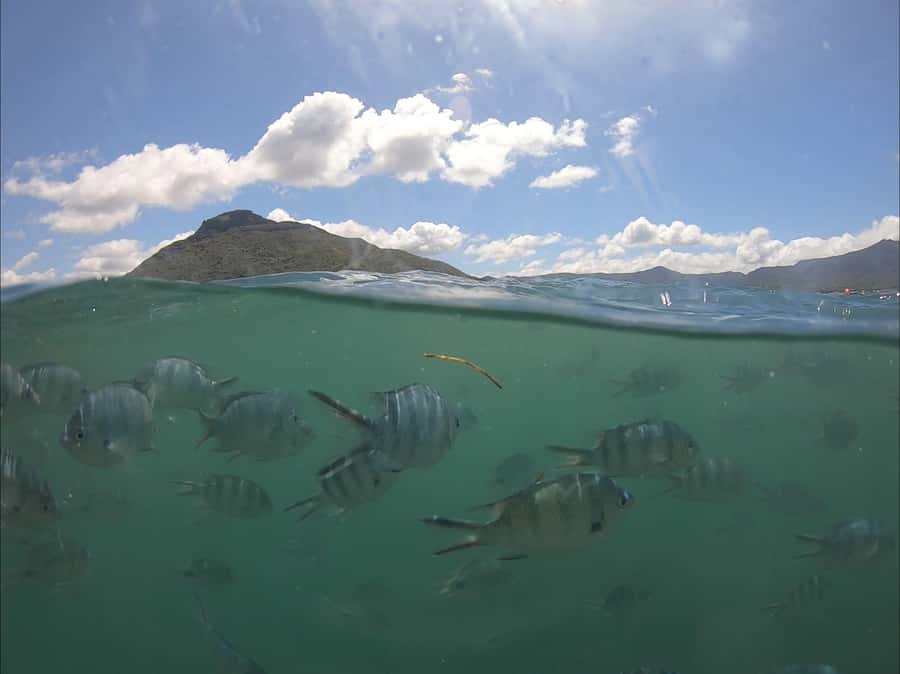 La Preneuse: Dolphin Watching and Snorkeling Speedboat Tour - The 85-minute search for wild dolphins