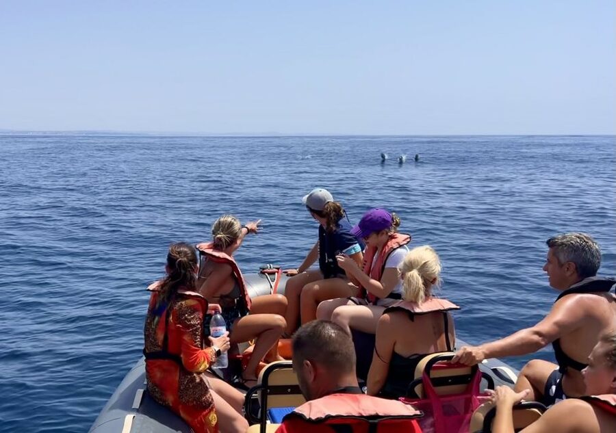 Lagoa: Dolphin Watching & Benagil Tour with Biologist Guide - Key points to know before booking