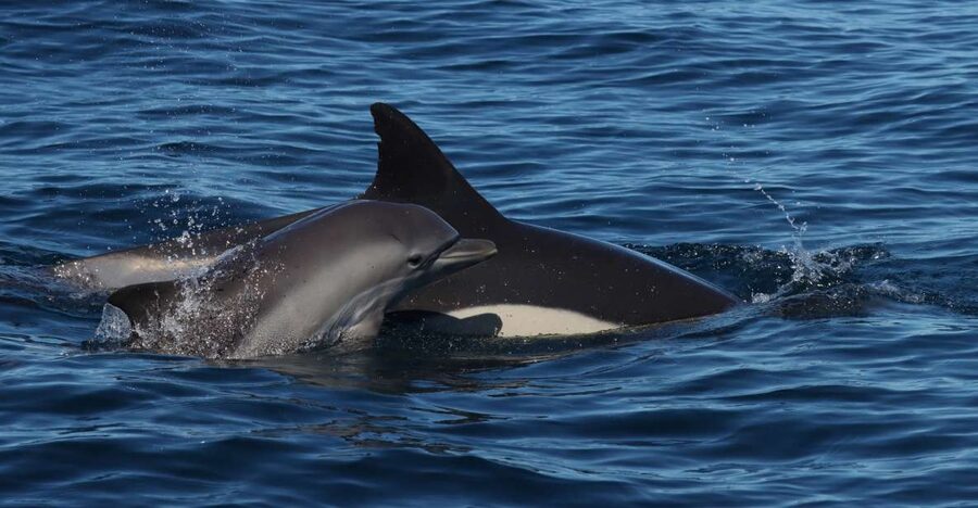 Lagoa: Dolphin Watching & Benagil Tour with Biologist Guide - What this Lagoa boat trip actually feels like