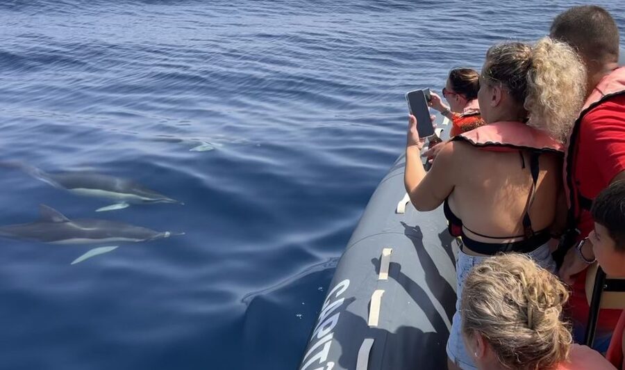 Lagoa: Dolphin Watching & Benagil Tour with Biologist Guide - Benagil Cave and the Algarve cliffs