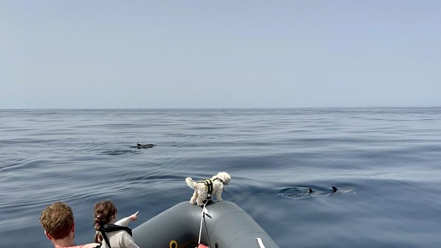 Lagoa: Dolphin Watching & Benagil Tour with Biologist Guide - Is $76 good value for three hours?