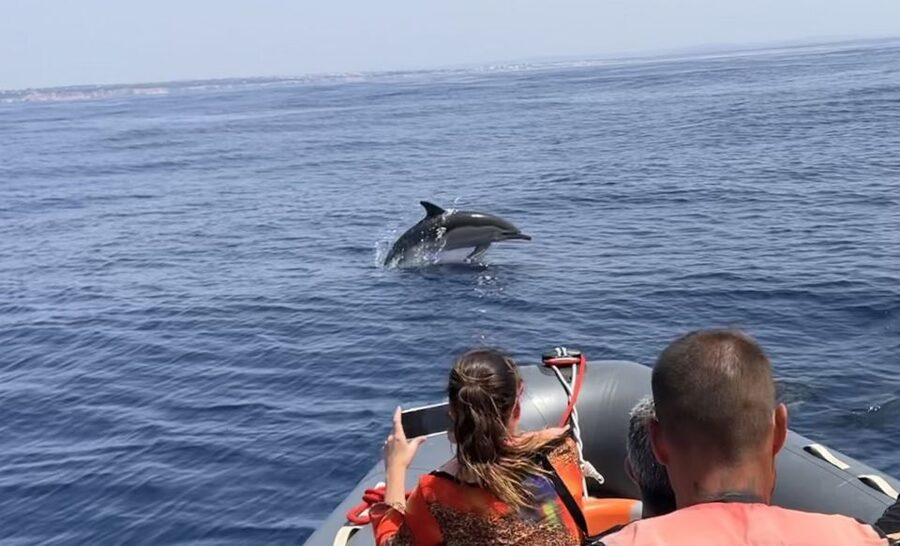Lagoa: Dolphin Watching & Benagil Tour with Biologist Guide - What to bring for a more comfortable ride