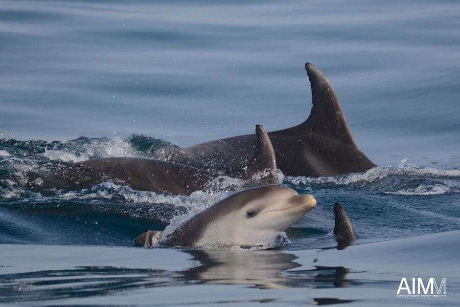 Lagoa: Dolphins Expedition with biologist guide on board - Whales, marlin, turtles, and other Atlantic life