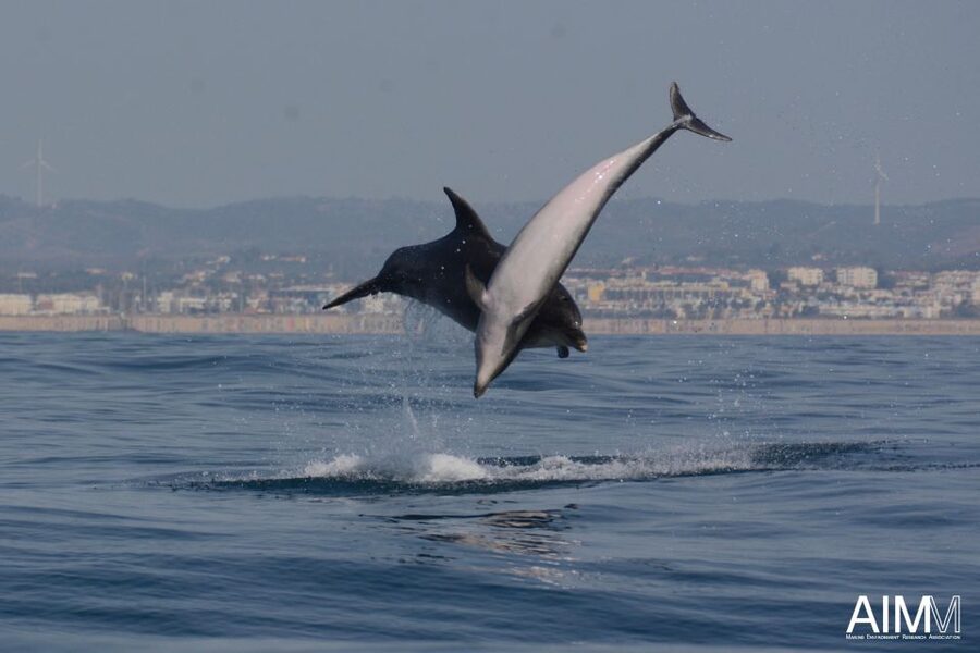 Lagoa: Dolphins Expedition with biologist guide on board - Responsible watching is central to the experience