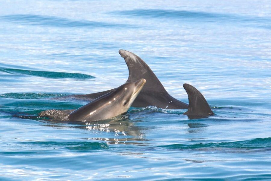 Lagoa: Dolphins Expedition with biologist guide on board - Is $82 a fair price?
