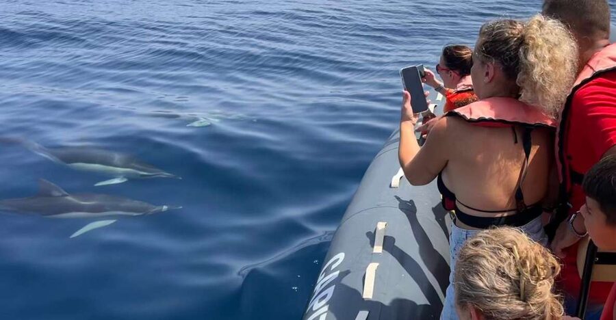 Lagoa: Dolphins Expedition with biologist guide on board - A compact boat built for open-water searching