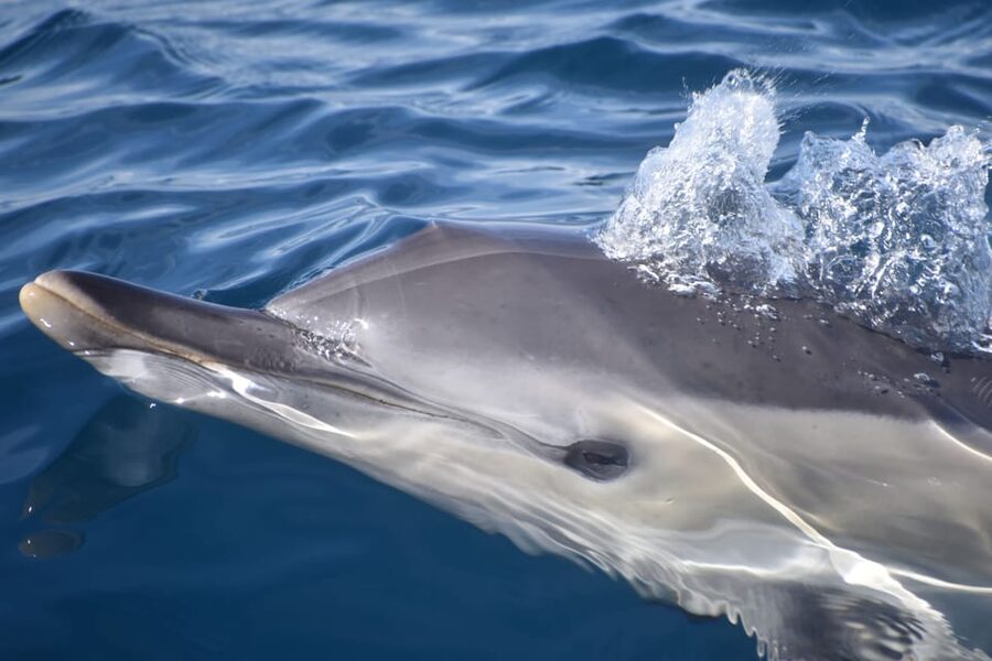 Lagos: Combo Dolphin and Benagil Tour with Marine Biologist - What the marine biologists add