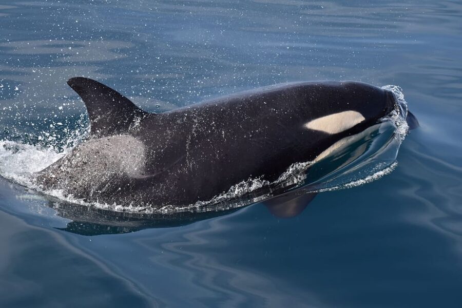 Lagos: Combo Dolphin and Benagil Tour with Marine Biologist - The ride back along the Algarve cliffs