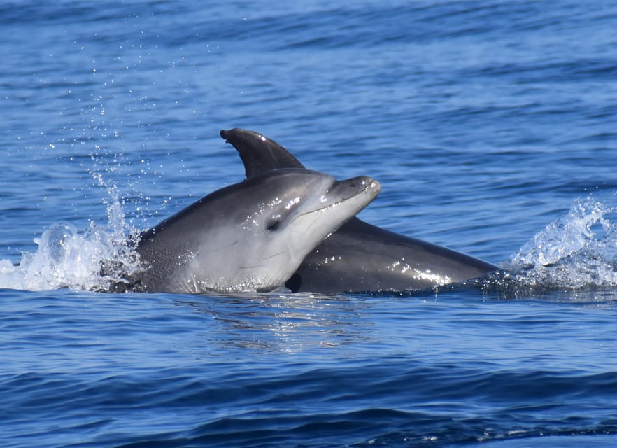 Lagos: Combo Dolphin and Benagil Tour with Marine Biologist - Price, timing, and overall value