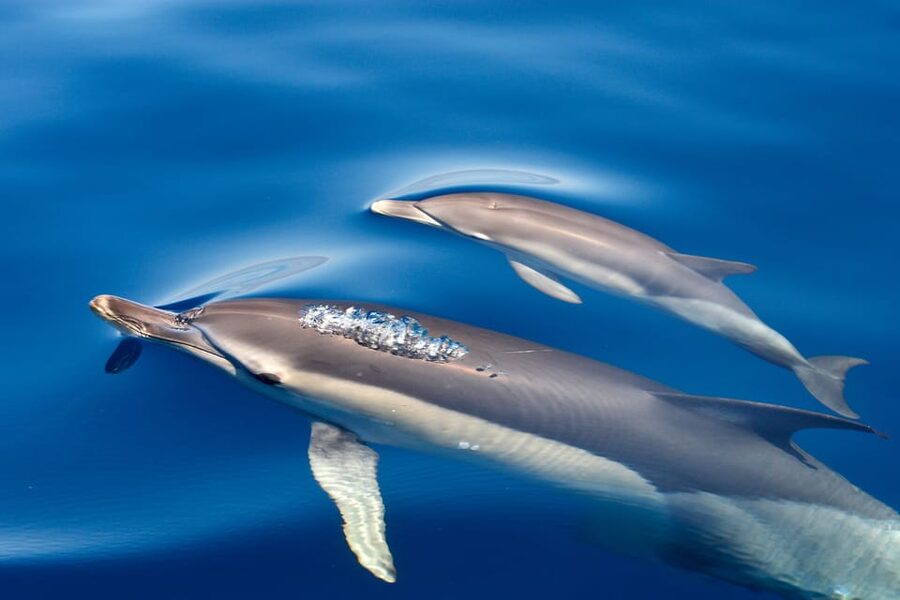 Lagos: Combo Dolphin and Benagil Tour with Marine Biologist - Who should book this tour