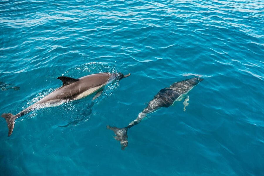 Lagos: Dolphin Watch Tour with Professional Marine Biologist - What you may see beside the boat