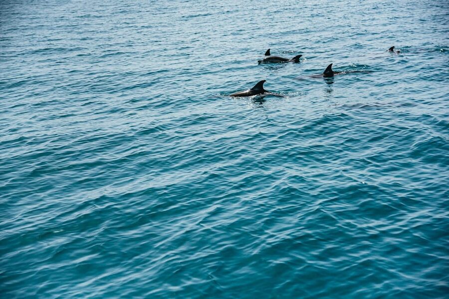 Lagos: Dolphin Watch Tour with Professional Marine Biologist - Respectful viewing, not a dolphin circus