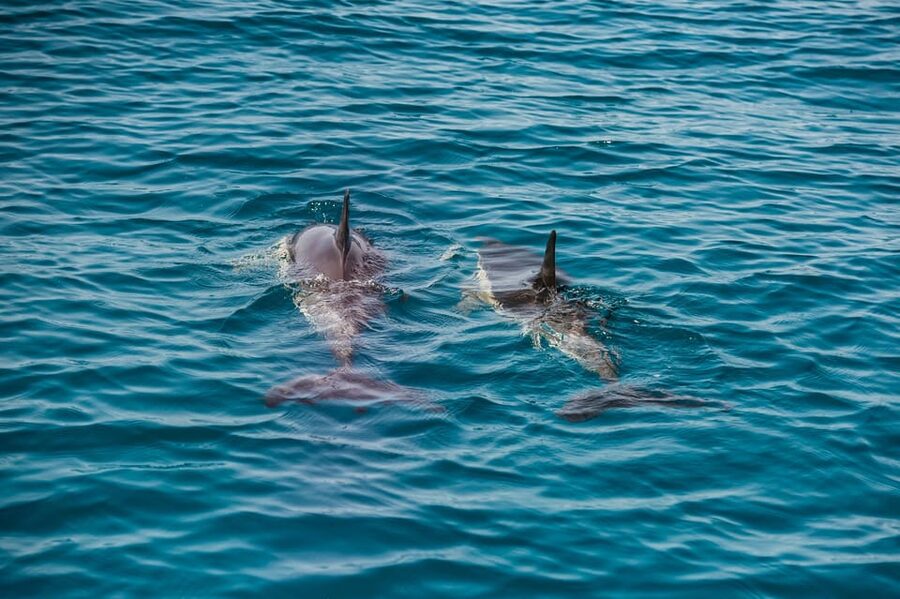 Lagos: Dolphin Watch Tour with Professional Marine Biologist - Comfort, timing, and the realities of a speedboat