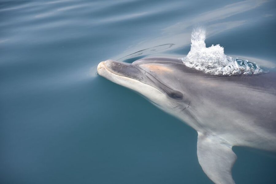 Lagos: Dolphin Watch Tour with Professional Marine Biologist - Practical tips for getting the most from the trip