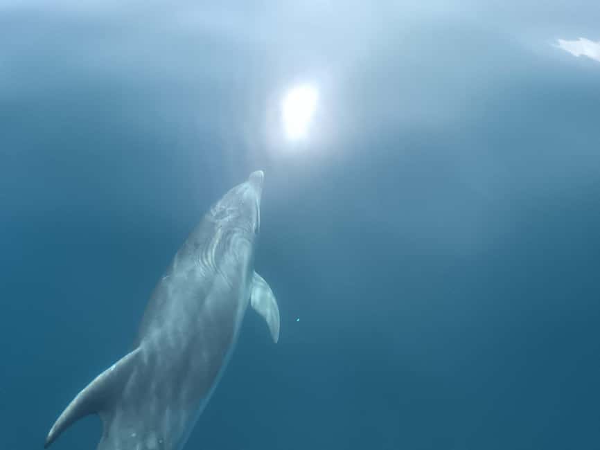 Lagos: Dolphin Watching Tour - At a glance: what makes this boat trip worth considering