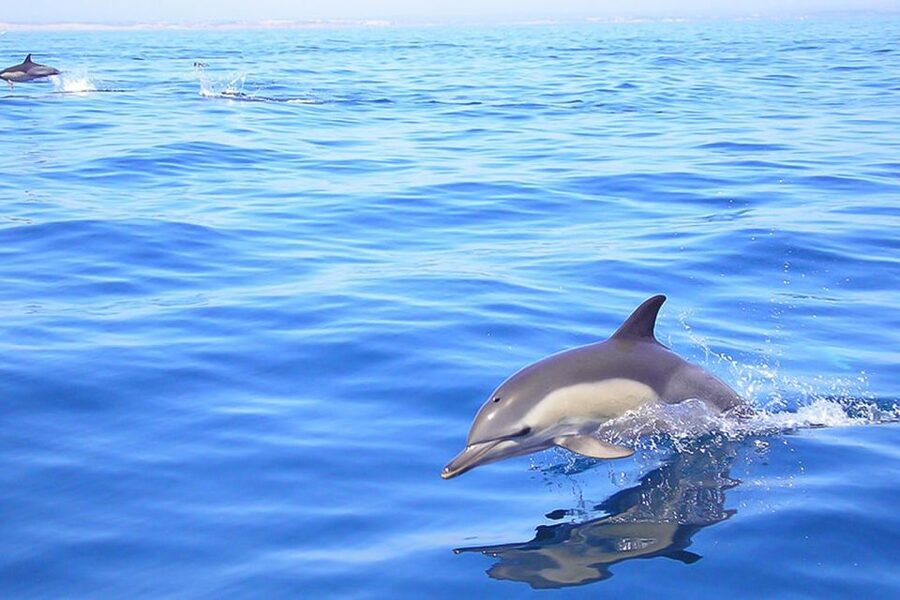Lagos: Dolphin Watching with Professional Marine Biologists - Key points before you book