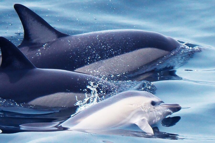 Lagos: Dolphin Watching with Professional Marine Biologists - Watching pods without feeding them