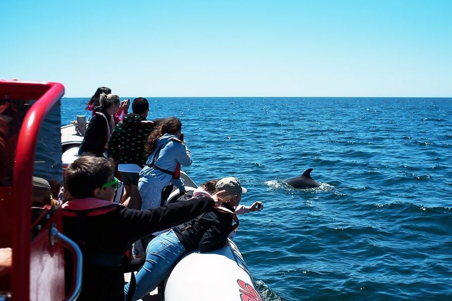 Lagos: Dolphin Watching with Professional Marine Biologists - The guides and marine biology focus
