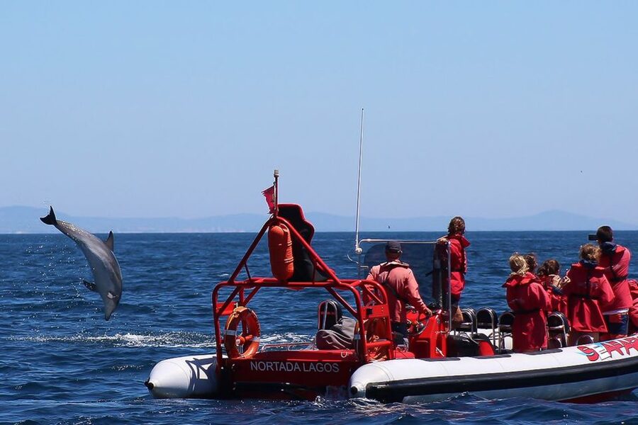 Lagos: Dolphin Watching with Professional Marine Biologists - Is $40 a good value for 90 minutes?