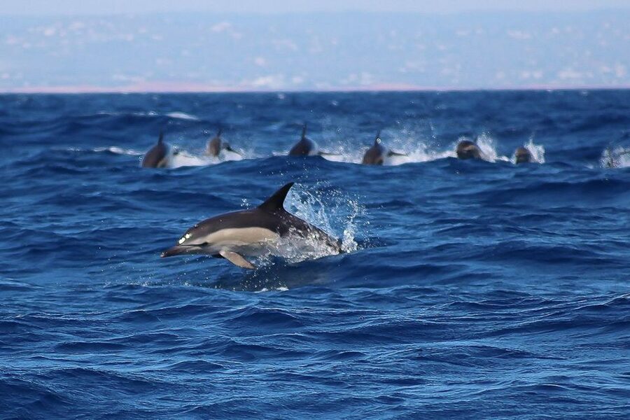 Lagos: Dolphin Watching with Professional Marine Biologists - Who will enjoy this experience most?
