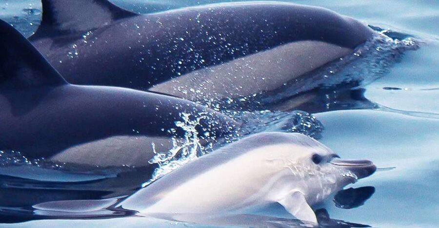 Lagos: Dolphin Watching with Professional Marine Biologists - Searching the Atlantic for dolphins