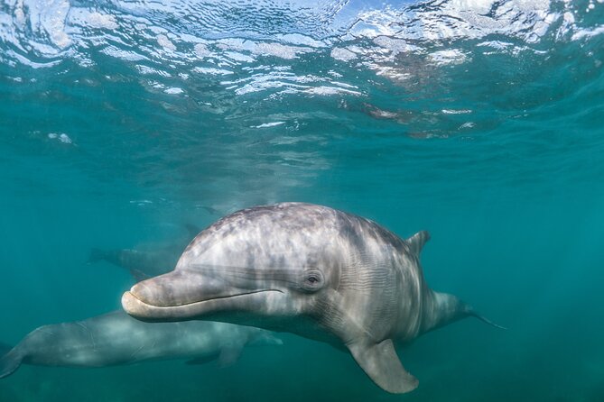 Lagos: Dolphins & Benagil Caves – Catamaran - From Lagos harbor to the open Atlantic