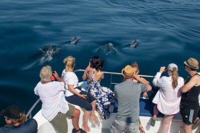 Dolphins & Benagil Caves – Catamaran