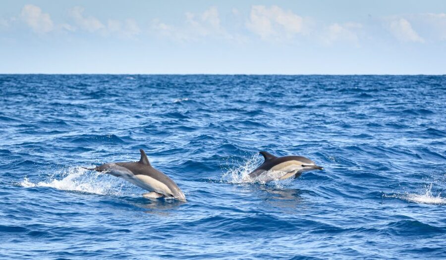 Lagos: Dolphins & Caves - Catamaran - Key points at a glance