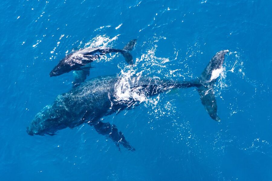 Lagos: Dolphins & Caves - Catamaran - Algarve cliffs, caves, and the return toward Lagos