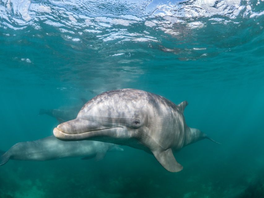 Lagos: Dolphins & Caves - Catamaran - Fruit, cookies, and onboard facilities