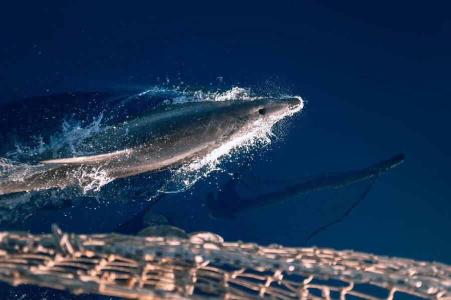 Lampedusa: Sunset Dolphin Sighting on a Pirate Ship - Music instead of a quiet sailing