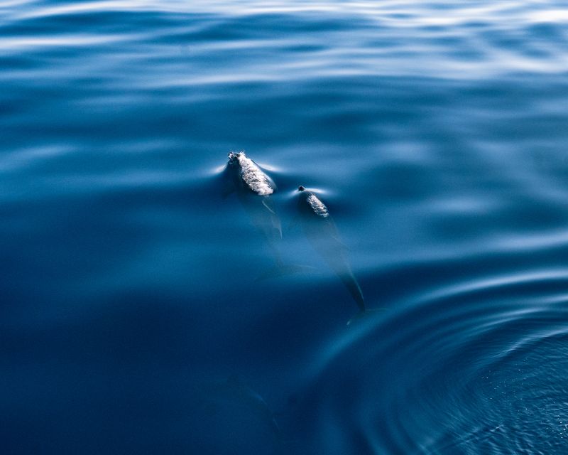 Lampedusa: Sunset Dolphin Sighting on a Pirate Ship - The illuminated sea and 4.5-meter board